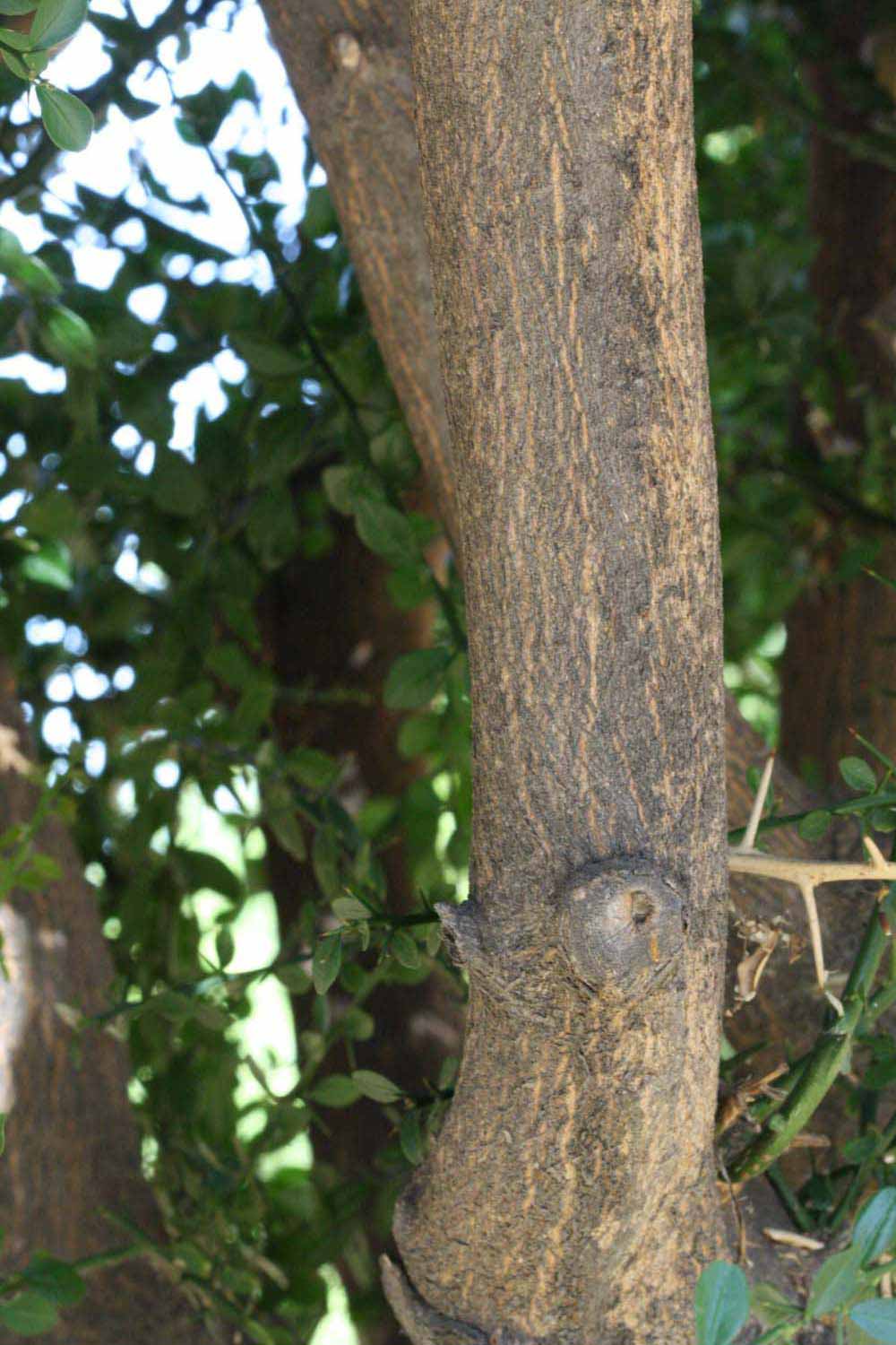              Bark (Riverside, CA)       